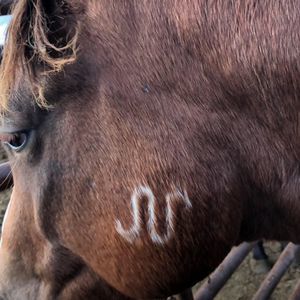 Meet your Posher, Sheila